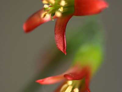 파필라리스 사진 - Cotyledon papilaris Photos