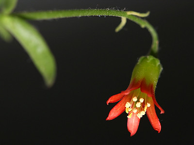 파필라리스 사진 - Cotyledon papilaris Photos