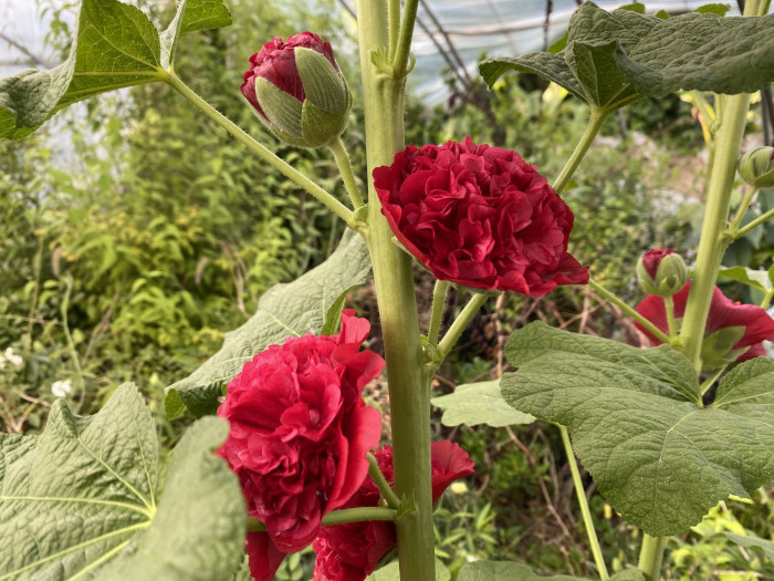 겹접시꽃 - Alcea rosea, Althaea rosea