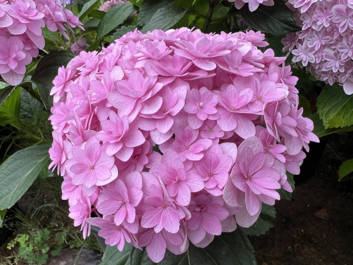 테마리 테마리 수국 - Hydrangea Macrophylla