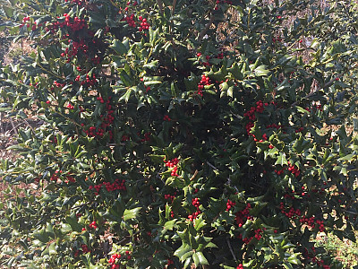 호랑가시나무 사진 - Ilex cornuta Lindl. & Paxton Photos