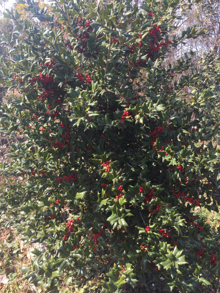 호랑가시나무 - Ilex cornuta Lindl. & Paxton