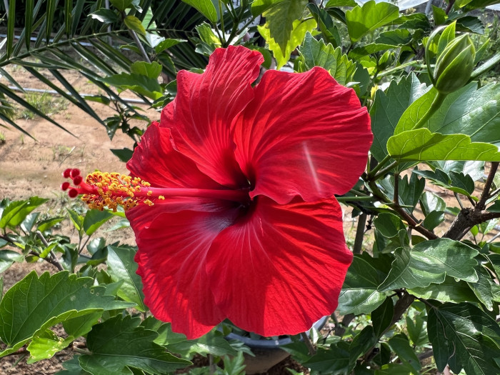 하와이무궁화 - hawaiian hibiscus, Hibiscus rosa-sinesis L.