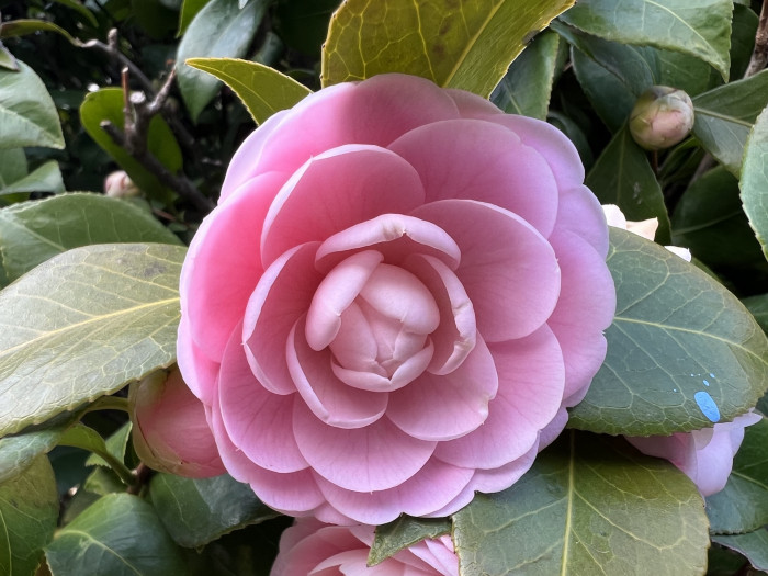동백나무 - Camellia japonica L.