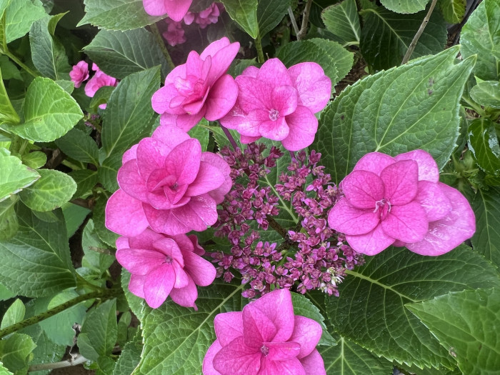 페어리 아이 - Hydrangea Macrophylla