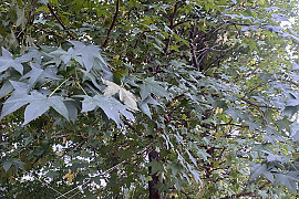 미국풍나무 - Liquidambar styraciflua L.