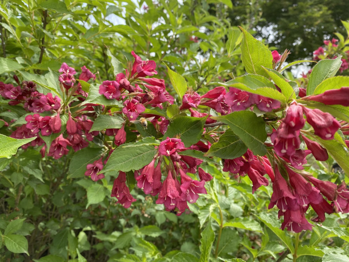 붉은병꽃나무 - Weigela florida (Bunge) A. DC.
