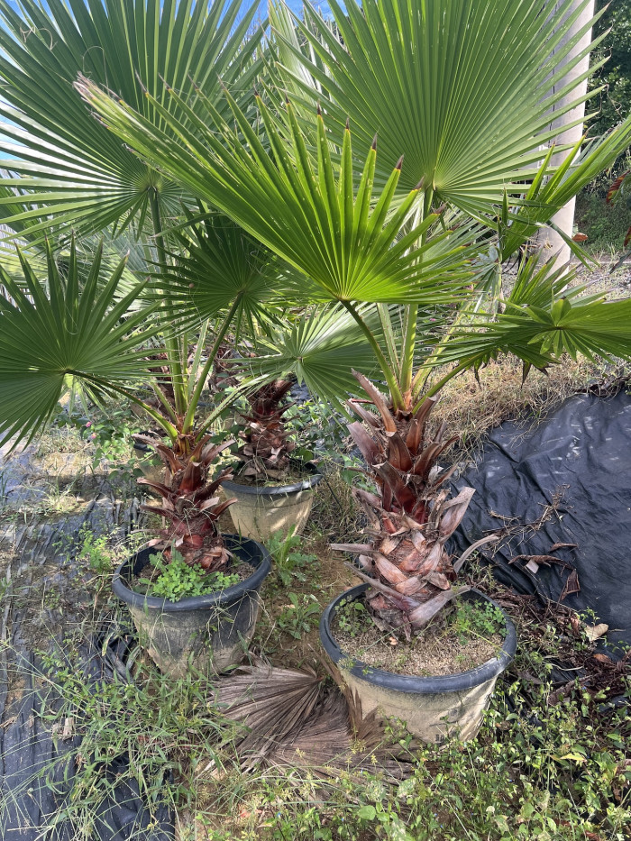 워싱턴야자 - Washington palm, California Fan Palm
