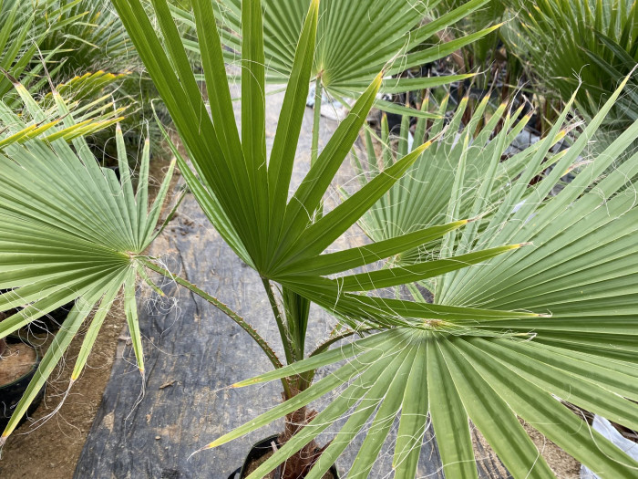 워싱턴야자 - Washington palm, California Fan Palm, Washingtonia filifera