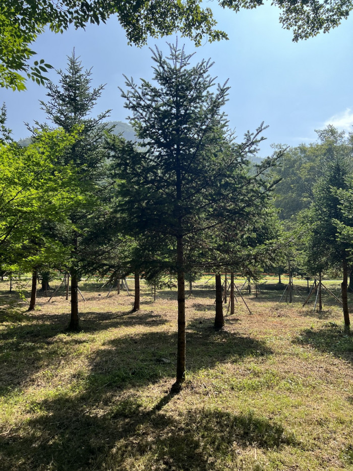 전나무 -  Needle fir, Abies holophylla Maxim.