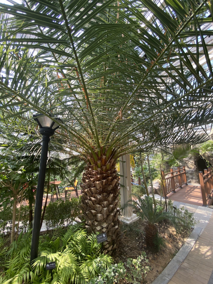 카나리아야자 - Canary Island date palm, Pineapple palm, Phoenix canariensis