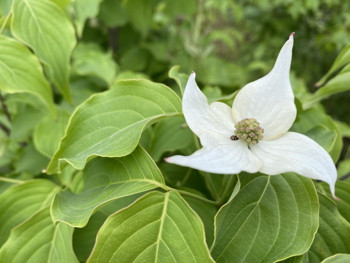산딸나무 - Cornus , Cornus kousa