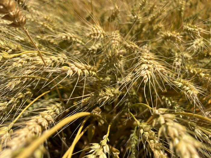 보리 - Hordeum vulgare var. hexastichon (L.) Asch.