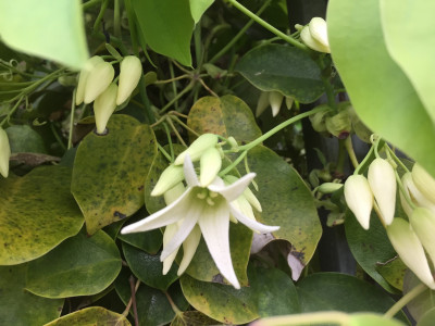 멀꿀 사진 - Stauntonia hexaphylla (Thunb.) Decne. Photos