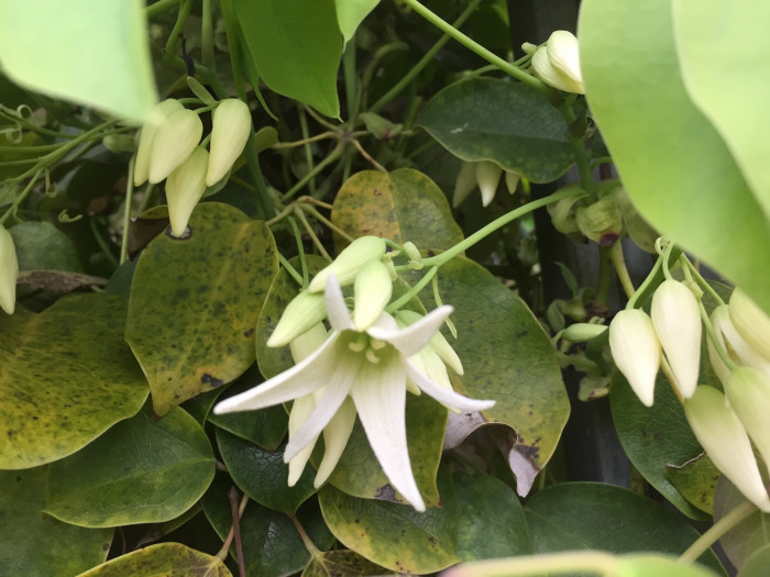 멀꿀 - Stauntonia hexaphylla (Thunb.) Decne.