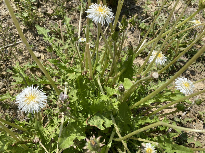 흰민들레 - Taraxacum coreanum Nakai