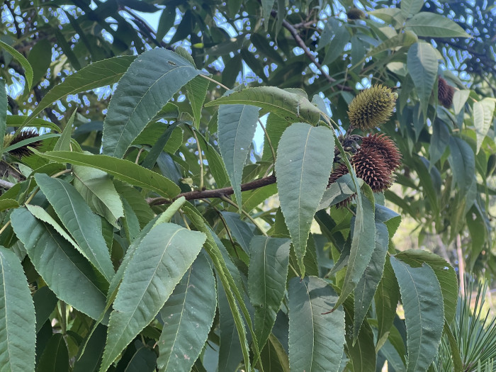굴피나무 - Platycarya Strobilacea