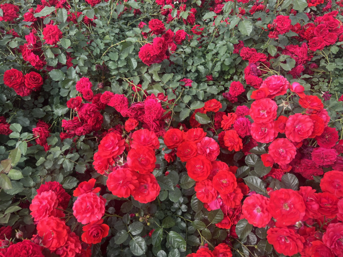 장미 잉그리드 바이불 - Rose