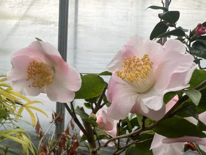 동백나무 - Camellia Japonica