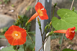 둥근잎유홍초 - Quamoclit coccinea Moench