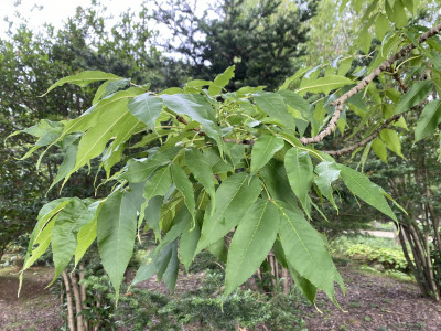 들메나무 사진 - Fraxinus mandshurica Rupr. Photos