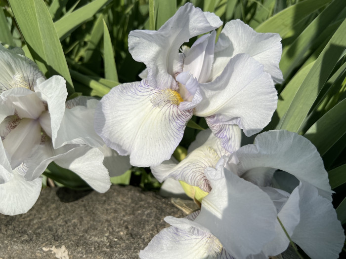 독일붓꽃 - German iris, Iris germanica L.