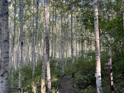 자작나무 사진 - Betula pendula Roth Photos