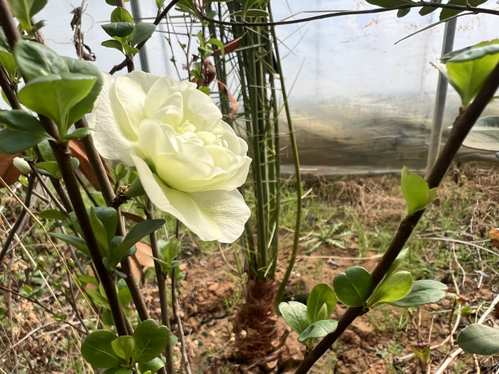 명자나무 -  Chaenomeles speciosa