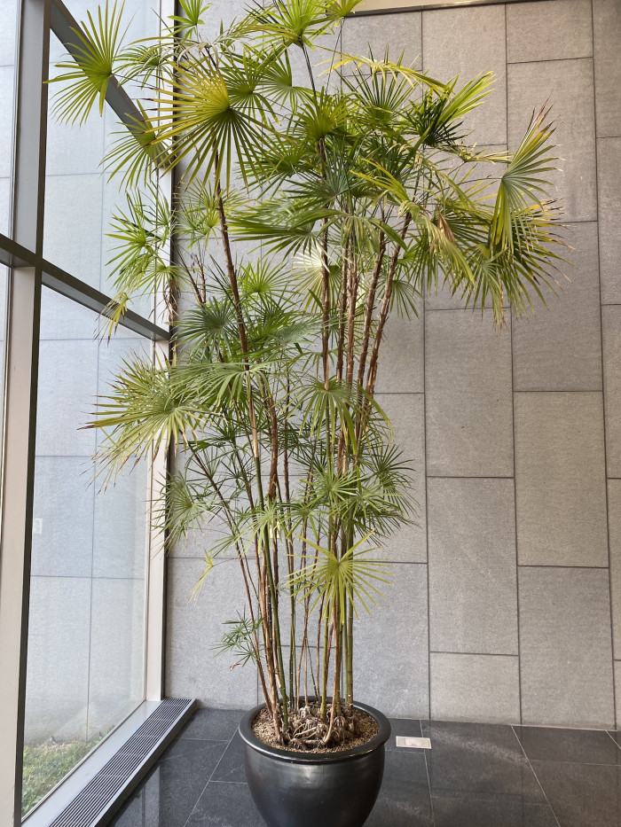 종려죽 - Slender Lady Palm, Rhapis Palm, Rhapis humilis Blume