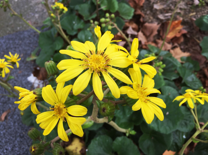 털머위 - Farfugium japonicum (L.) Kitam.