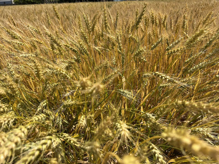 보리 - Hordeum vulgare var. hexastichon (L.) Asch.