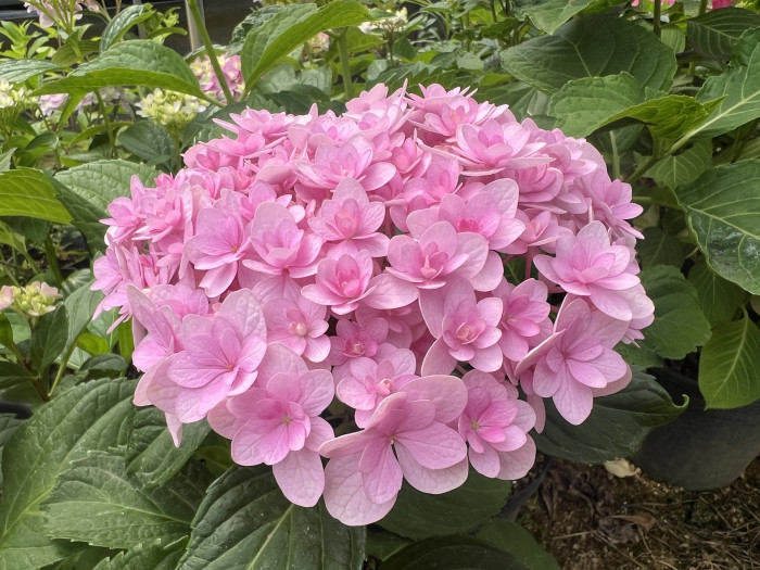 테마리테마리 수국 - Hydrangea