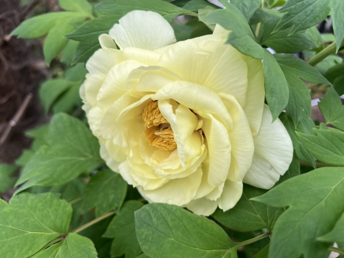 모란 - Peony blossom