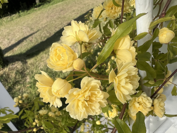 목향장미 - Rosa banksiae Lutea