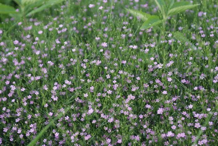 안개꽃 - annua-baby’s-breath, baby’s-breath, Gypsophila elegans Bieb.