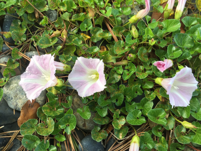 갯메꽃 - Calystegia soldanella (L.) Roem. & Schultb.