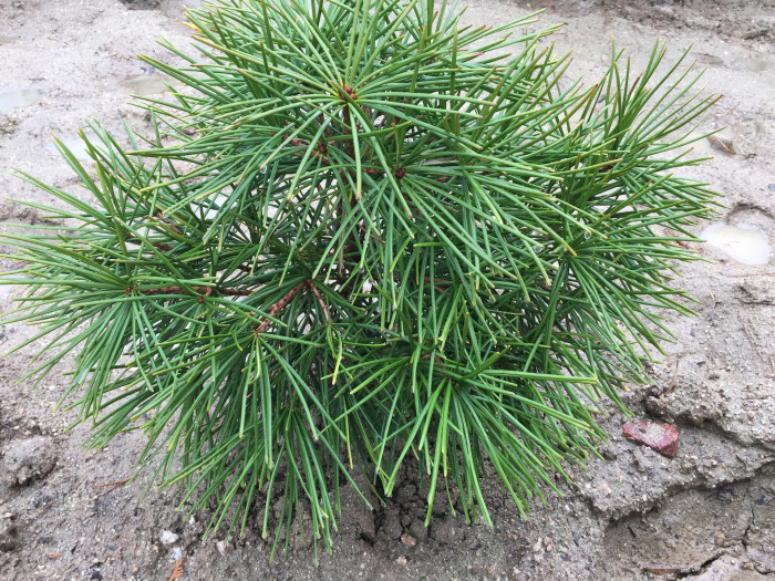 금송 - Sciadopitys verticillata (Thunb.) Siebold & Zucc.