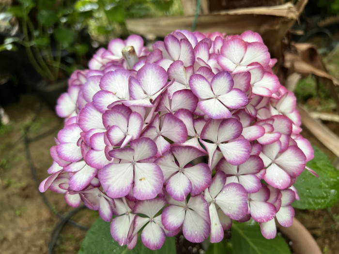 뉴미치코 수국 - Hydrangea Macrophylla