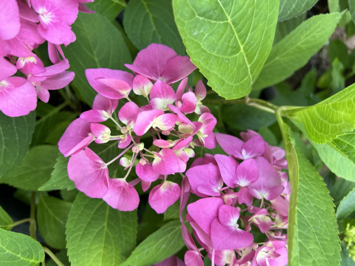 렛츠댄스 아리바 수국 - Hydrangea macrophylla iArriba