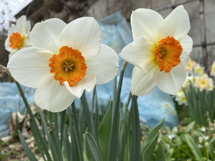 수선화 - daffodil, Narcissus tazetta var. chinensis