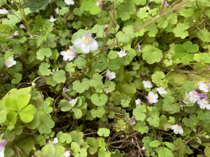 덩굴해란초 - Dulcimer Herb, Cymbalaria muralis P. Gaertn., B. Mey. & Scherb.
