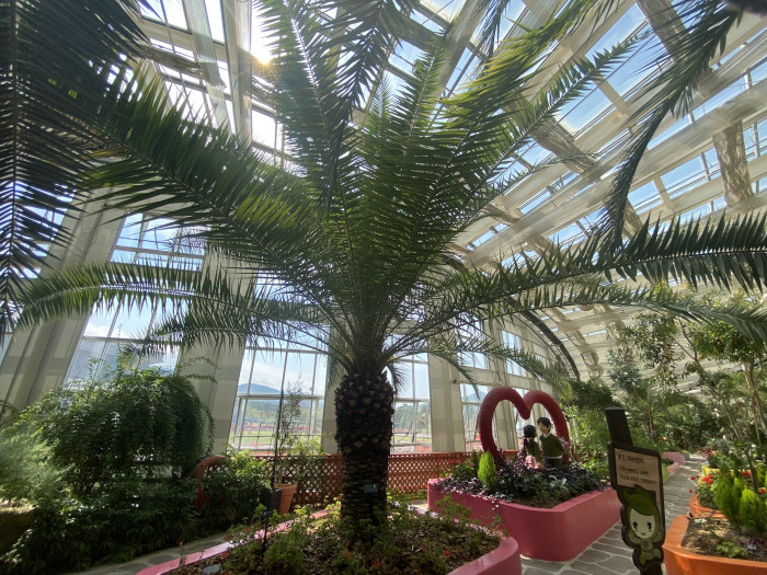 카나리아야자 - Canary Island date palm, Pineapple palm, Phoenix canariensis