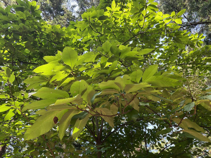 나도밤나무 - Meliosma myriantha Siebold & Zucc.