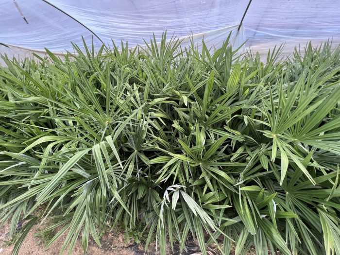불가리아 야자 - Bulgarian Hardy Windmill Palm, Trachycarpus fortunei 