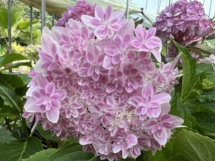 만화경 수국 - Hydrangea Macrophylla Mangekyo