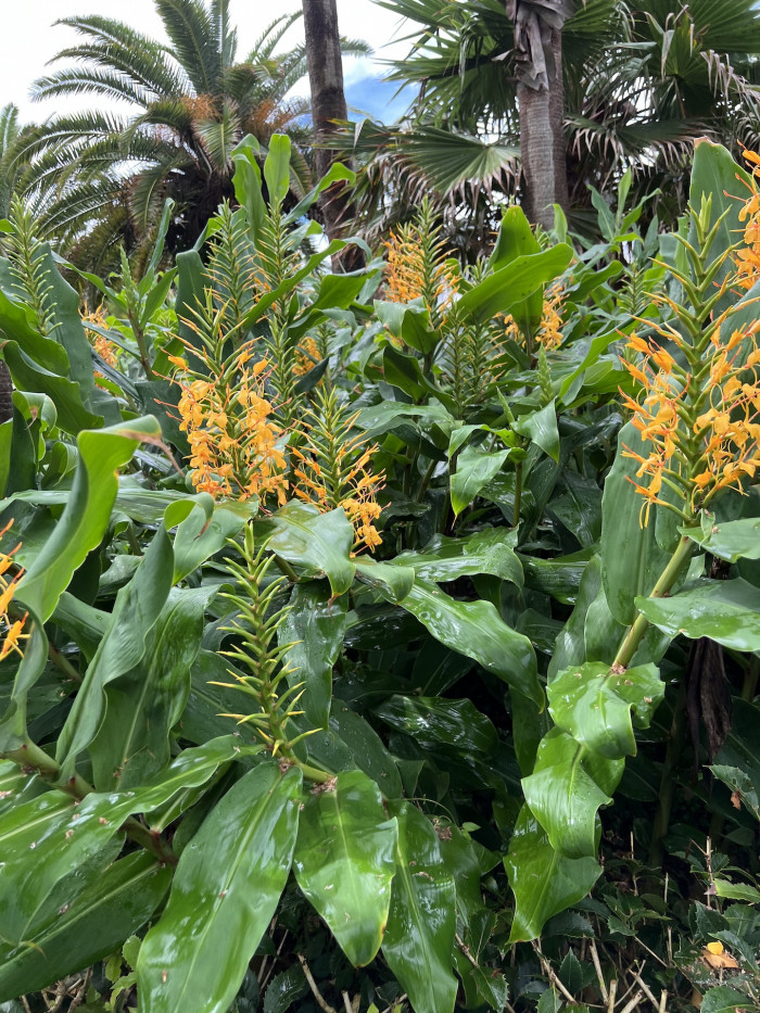 헤디키움 가드네리아눔 - Kahili Ginger, Kahila Garland-lily, Hedychium gardnerianum