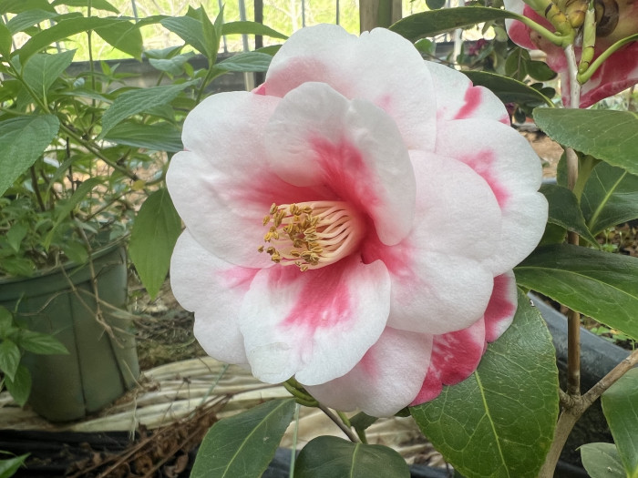 동백나무 - Camellia Japonica