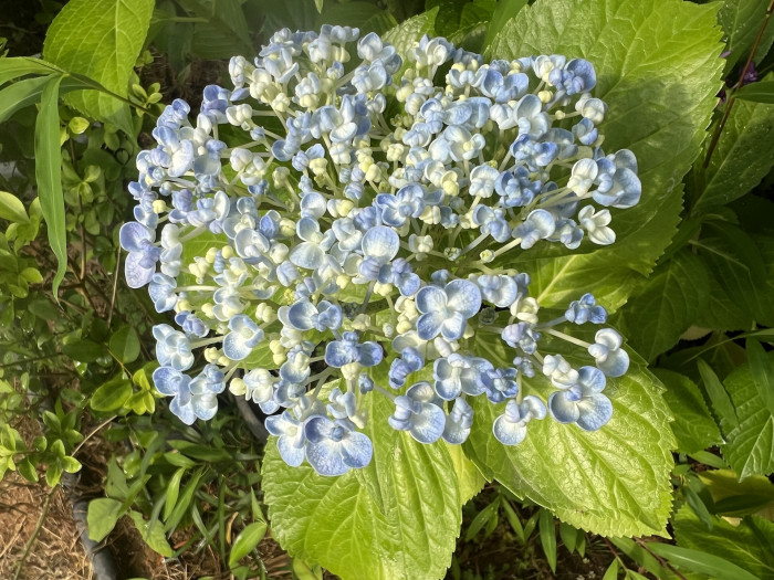 팝콘 수국 - Hydrangea Macrophylla