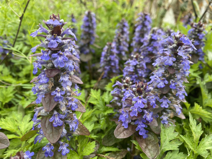 아주가렙탄스 - bugle, blue bugle, bugleherb, bugleweed, carpetweed, Ajuga reptans