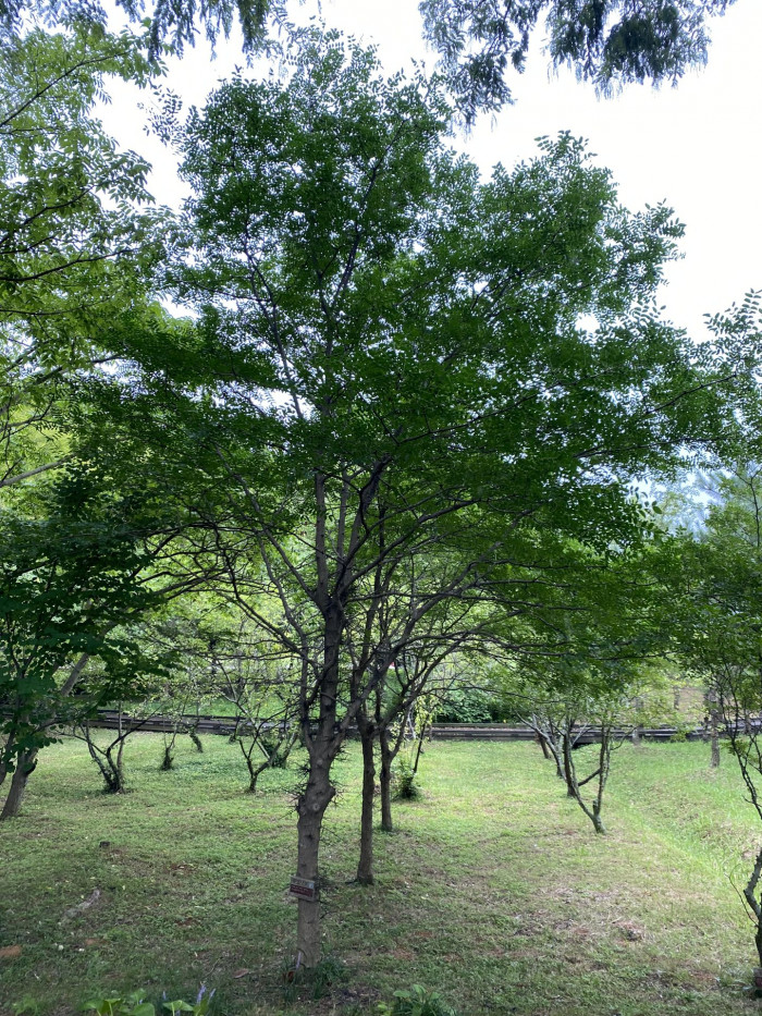 주엽나무 - Gleditsia japonica Miq.